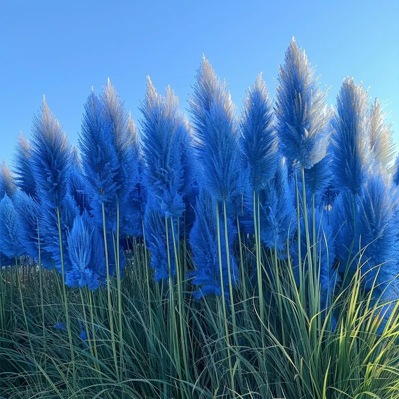 🔥2025 Garden Must-Have🌾 Perennial Pampas Ornamental Grass Seeds🌱