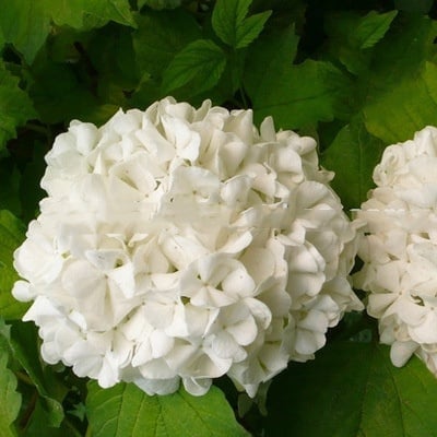 ✨Colorful Giant Hydrangea Seed-Perennial Flower Seeds-Easy To Plant🍃