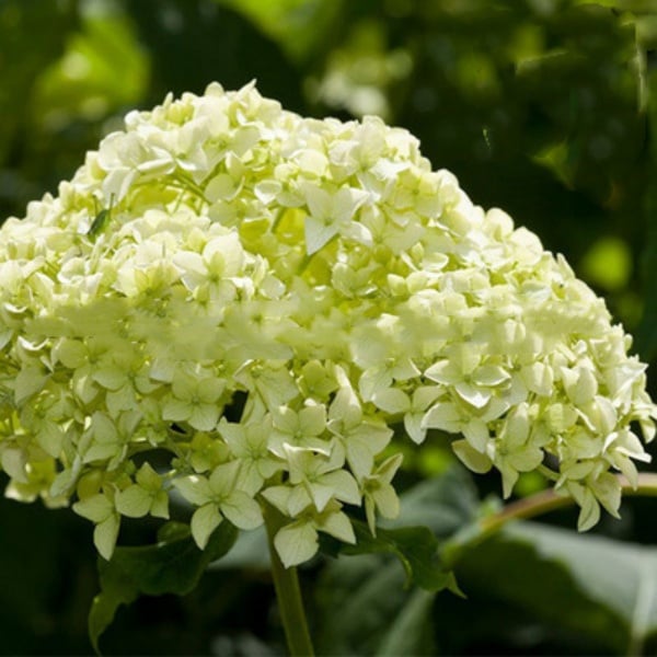 ✨Colorful Giant Hydrangea Seed-Perennial Flower Seeds-Easy To Plant🍃