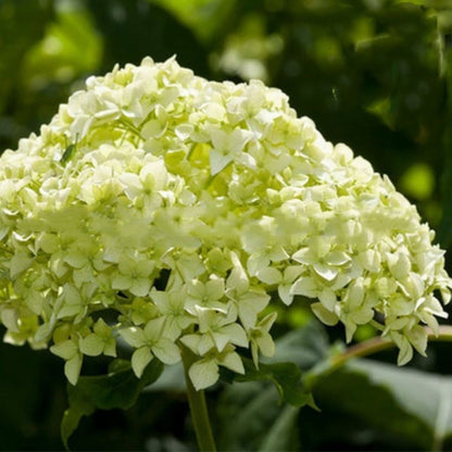 ✨Colorful Giant Hydrangea Seed-Perennial Flower Seeds-Easy To Plant🍃