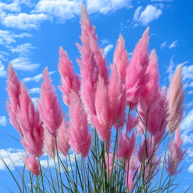 🔥2025 Garden Must-Have🌾 Perennial Pampas Ornamental Grass Seeds🌱