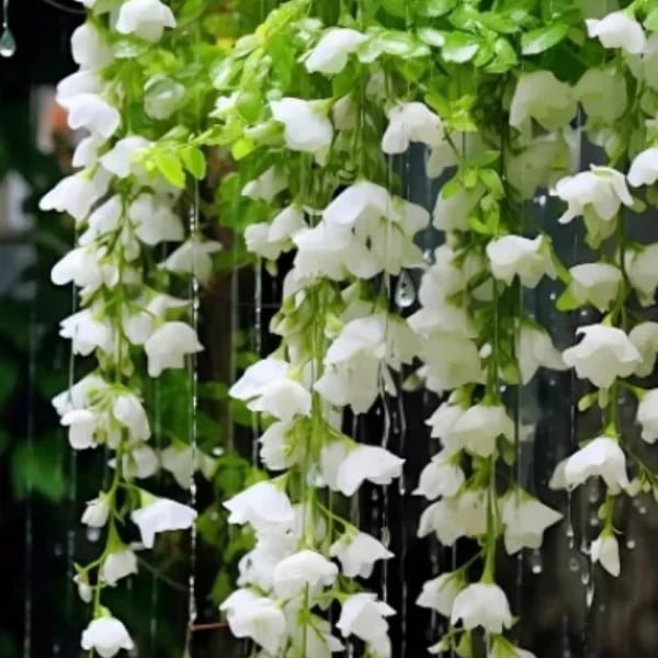 Weeping Jasmine: The Dancing Fairy Of Flowers Seeds🌼