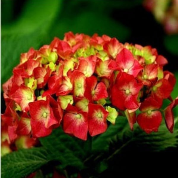 ✨Colorful Giant Hydrangea Seed-Perennial Flower Seeds-Easy To Plant🍃