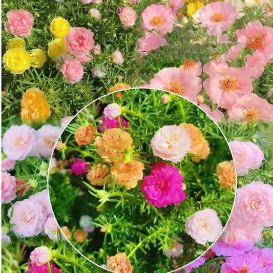 🌼Colorful Sunflower Seeds