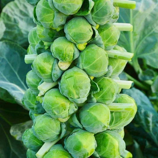 Brussels Sprouts Seeds