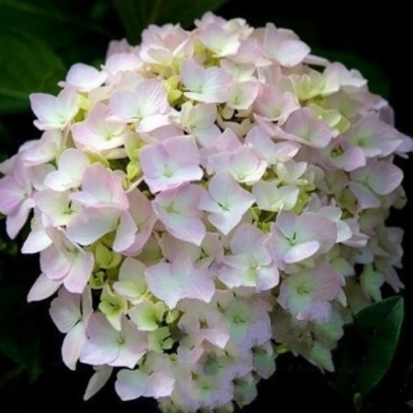 ✨Colorful Giant Hydrangea Seed-Perennial Flower Seeds-Easy To Plant🍃