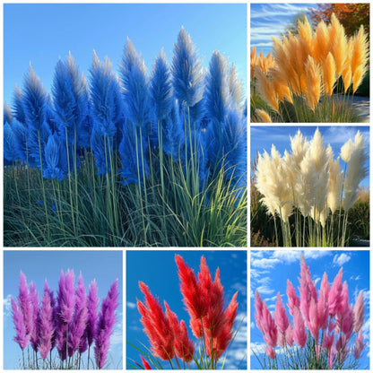 🔥2025 Garden Must-Have🌾 Perennial Pampas Ornamental Grass Seeds🌱