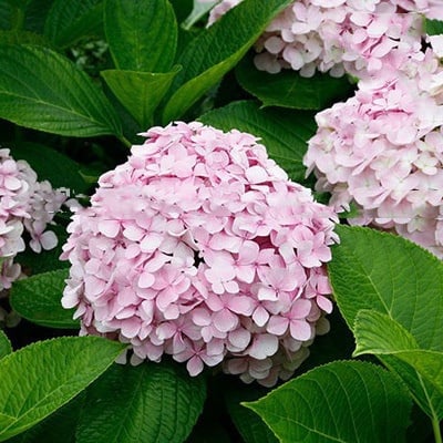 ✨Colorful Giant Hydrangea Seed-Perennial Flower Seeds-Easy To Plant🍃
