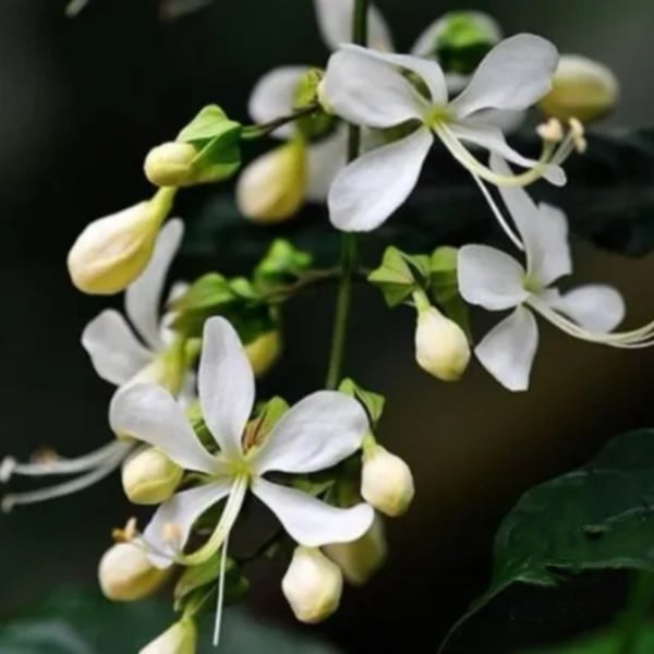 Weeping Jasmine: The Dancing Fairy Of Flowers Seeds🌼