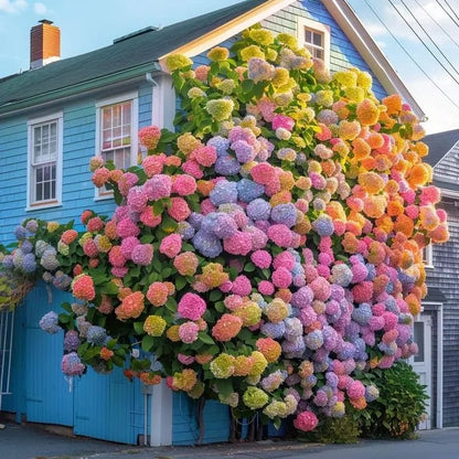 ✨Colorful Giant Hydrangea Seed-Perennial Flower Seeds-Easy To Plant🍃