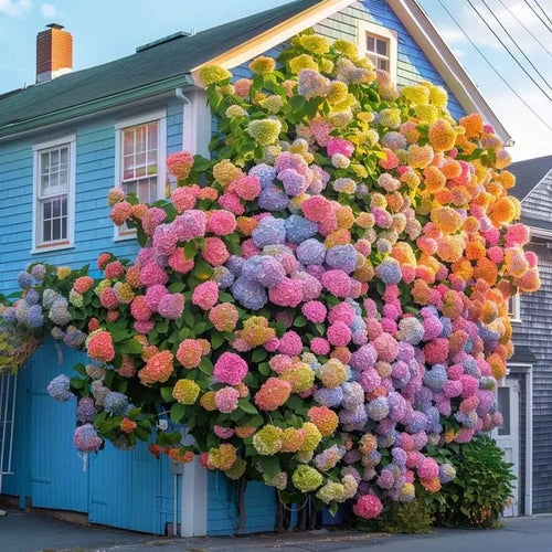✨Colorful Giant Hydrangea Seed-Perennial Flower Seeds-Easy To Plant🍃
