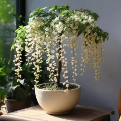 Weeping Jasmine: The Dancing Fairy Of Flowers Seeds🌼