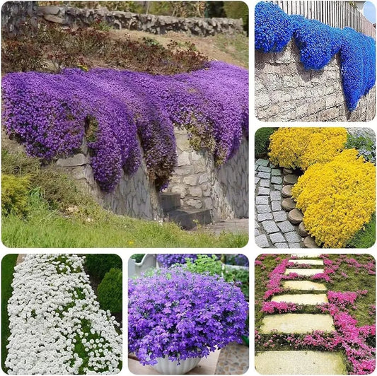 🎁2025 Special Offer 🍃Creeping Thyme Homegrown Seeds