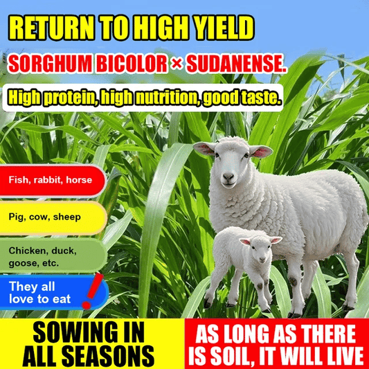 🌿Hybrid Sorghum-Sudan Grass King✅High-Yielding Forage Seed