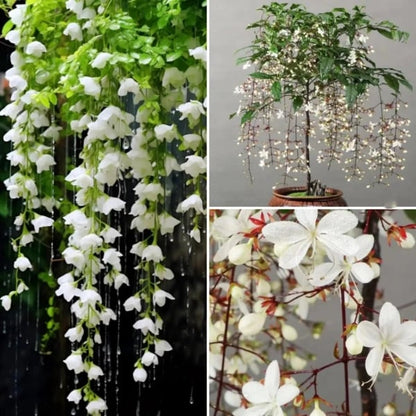 Weeping Jasmine: The Dancing Fairy Of Flowers Seeds🌼
