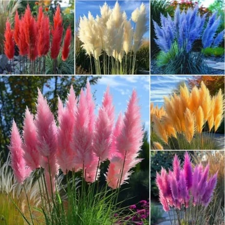 🔥2025 Garden Must-Have🌾 Perennial Pampas Ornamental Grass Seeds🌱