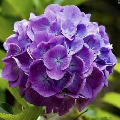 ✨Colorful Giant Hydrangea Seed-Perennial Flower Seeds-Easy To Plant🍃