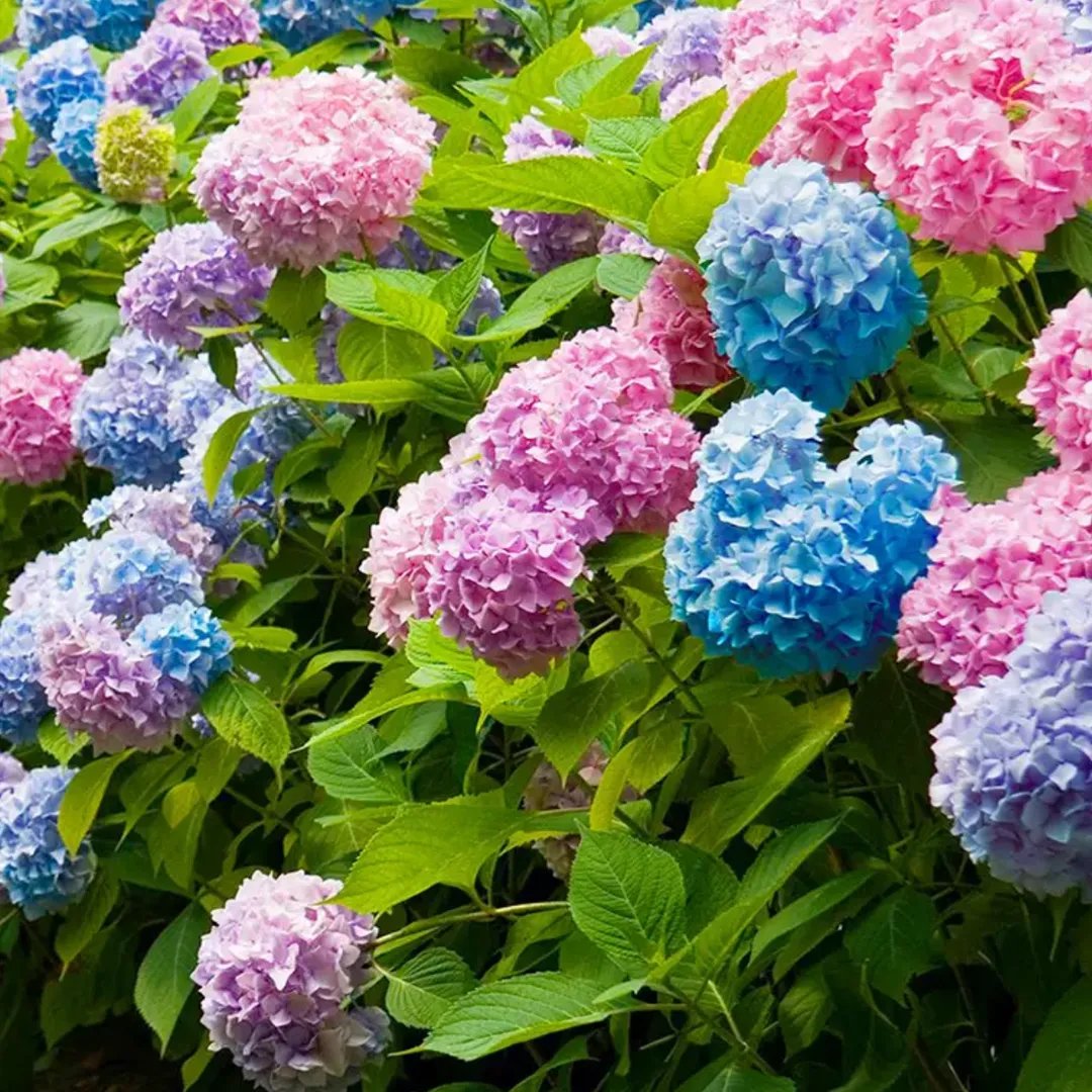 ✨Colorful Giant Hydrangea Seed-Perennial Flower Seeds-Easy To Plant🍃