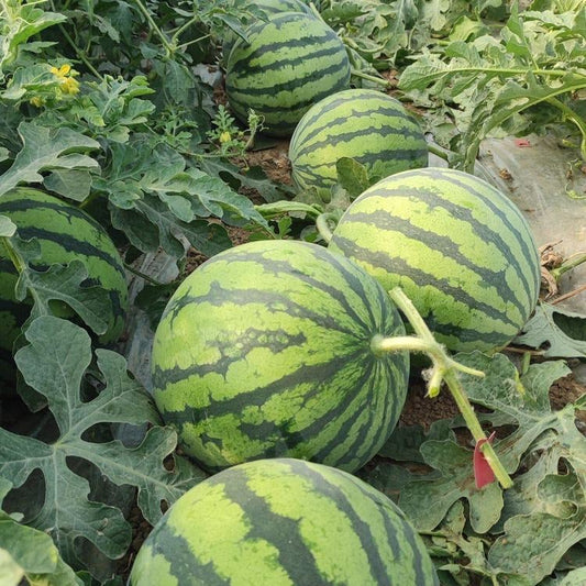 🍈Watermelon Seeds🍉