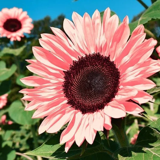 🌺Pink Sunflower Seeds Sun Flower Rare Plant Garden