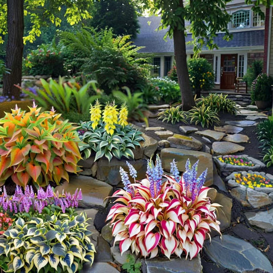 🍃Rare Hosta Seeds🌿