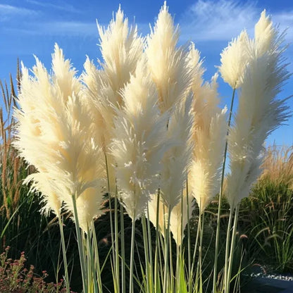 🔥2025 Garden Must-Have🌾 Perennial Pampas Ornamental Grass Seeds🌱