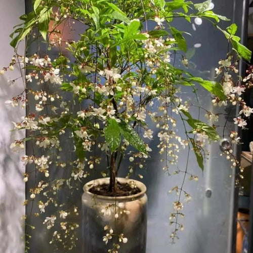 Weeping Jasmine: The Dancing Fairy Of Flowers Seeds🌼