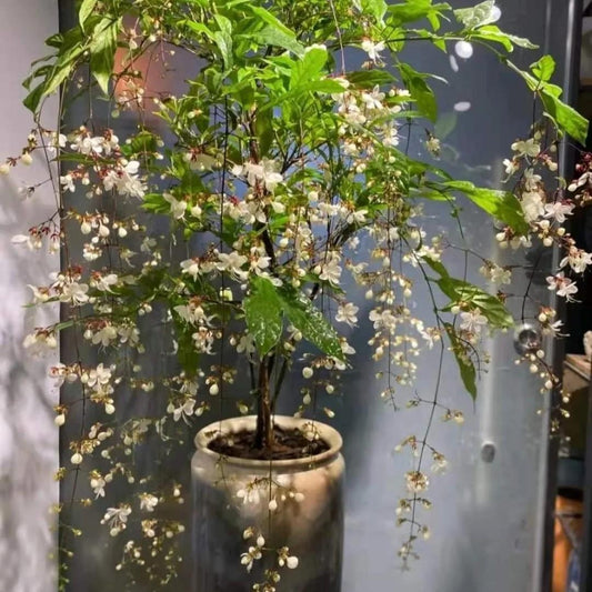 Weeping Jasmine: The Dancing Fairy Of Flowers Seeds🌼