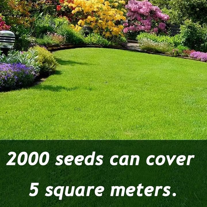 🌱 Evergreen dwarf grass seed for four seasons🌾 | Create your perfect lawn here🌼