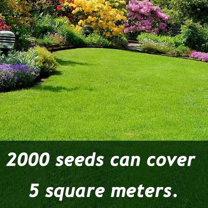 🌱 Evergreen dwarf grass seed for four seasons🌾 | Create your perfect lawn here🌼